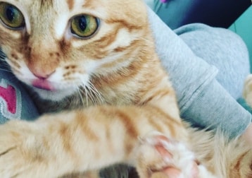 Simba 