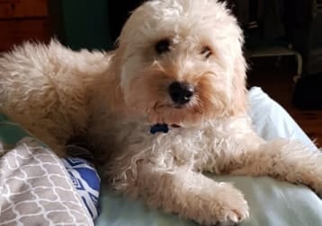 Rupert