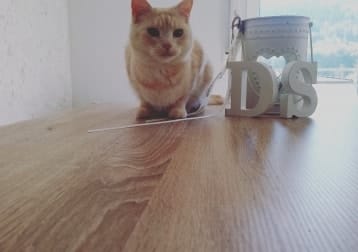 Lola