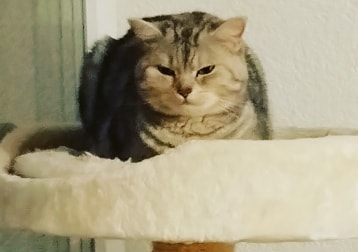 Cleo