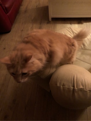 image-8