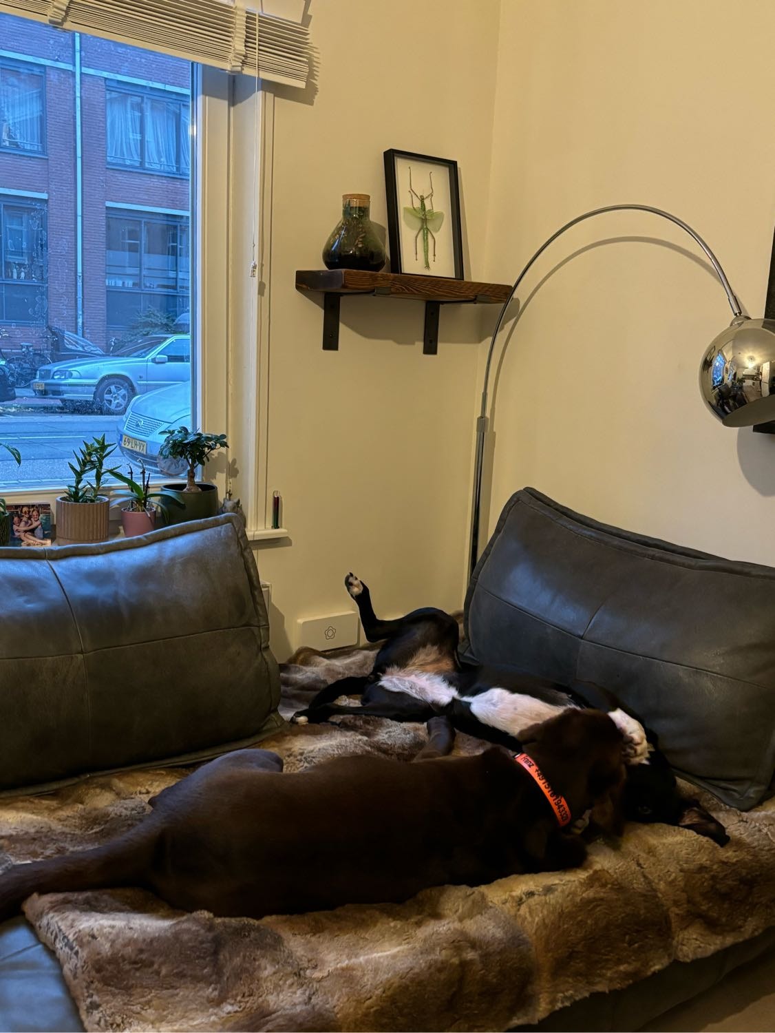 image-7