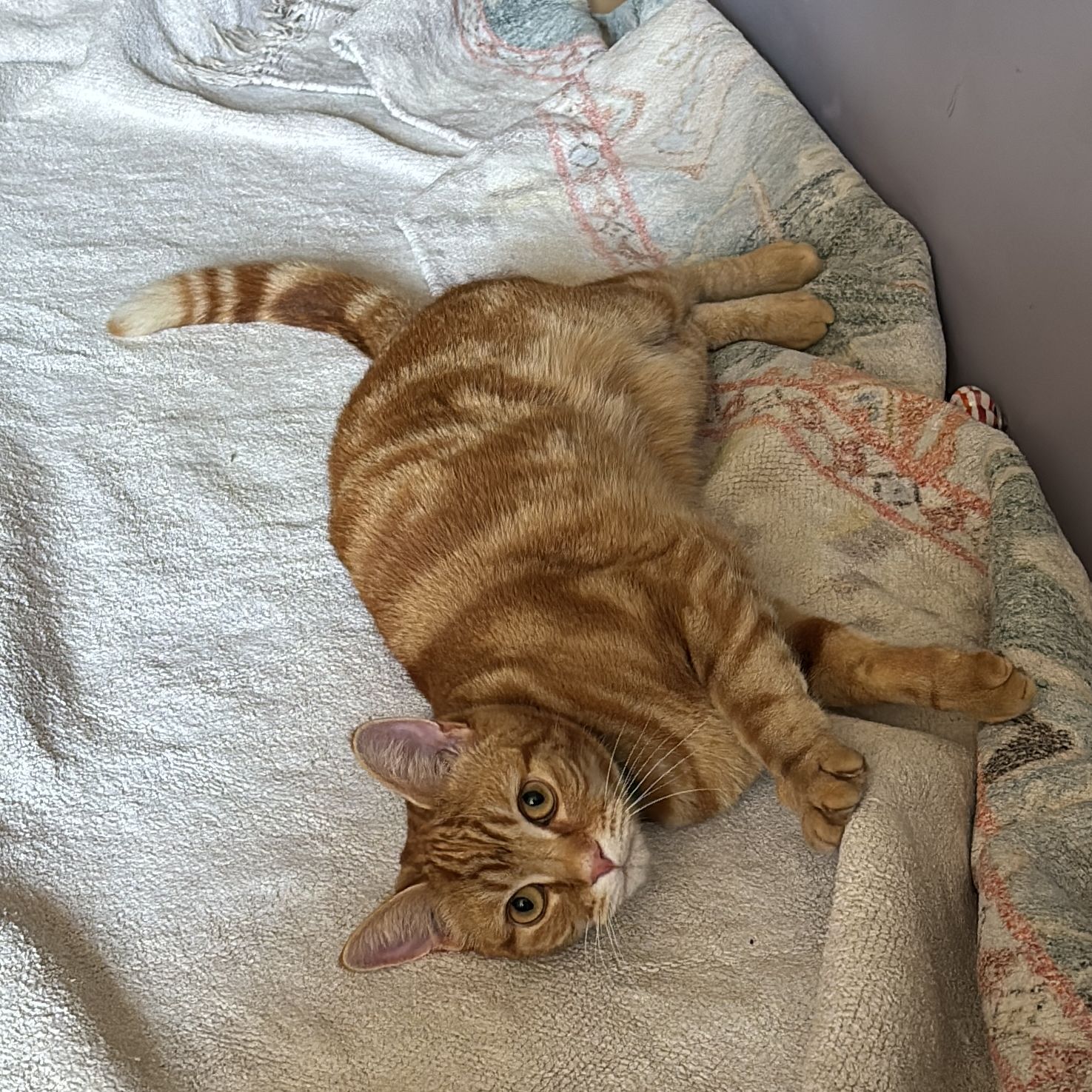 Penny