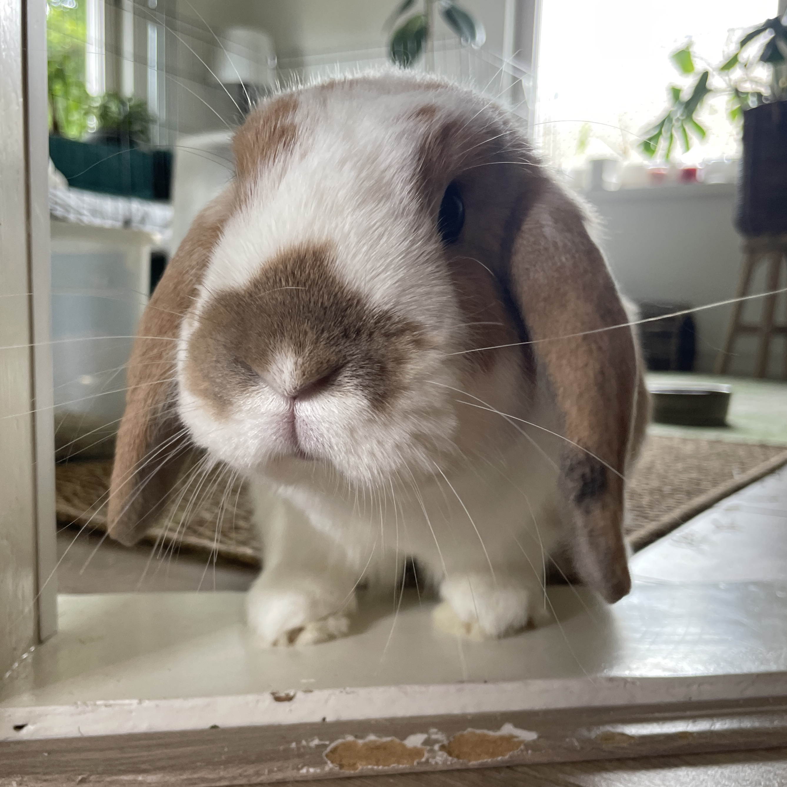 Alfie