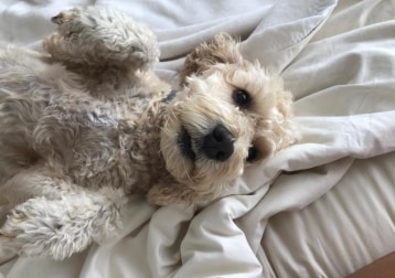 Albie 