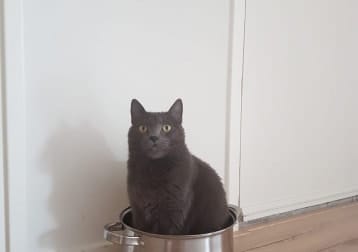 Cleo