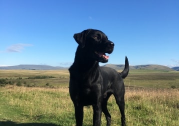 Monty