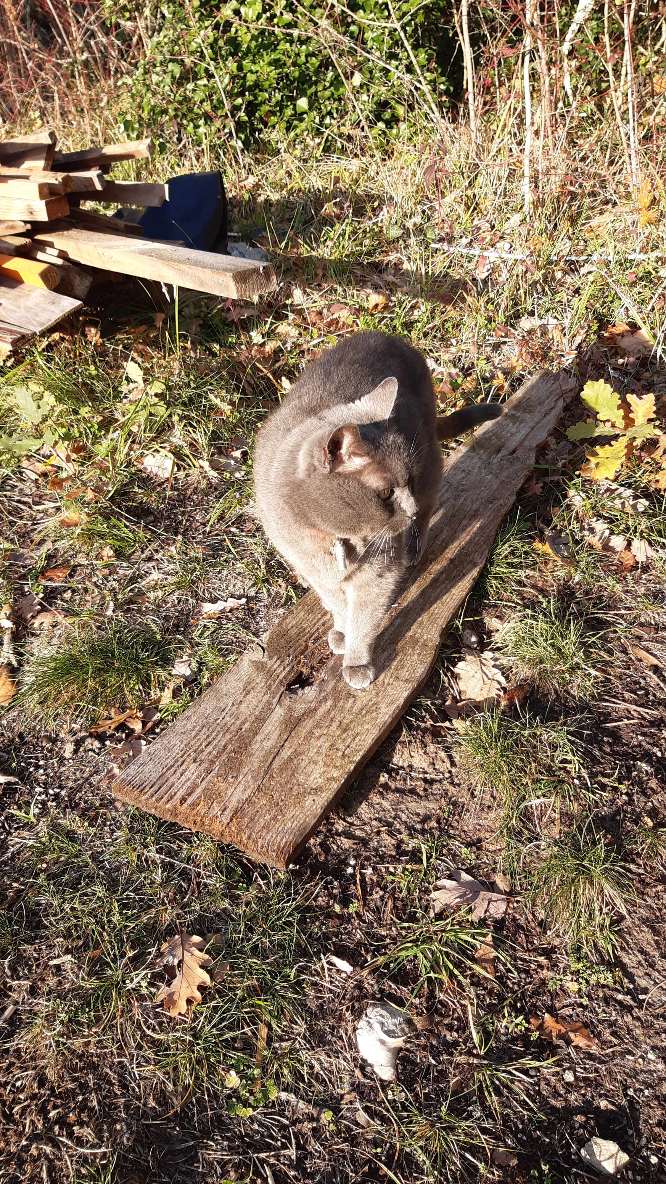 image-7