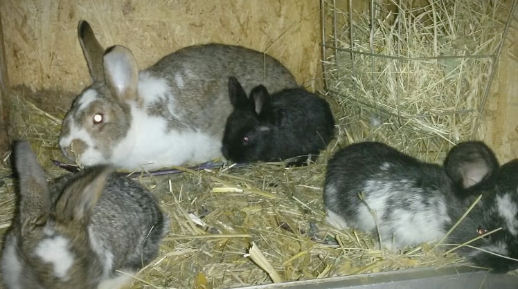 image-5