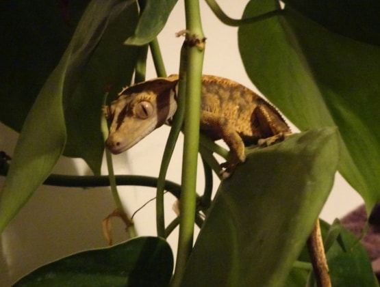 image-5