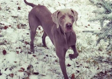 Hazel 