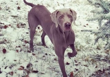 Hazel