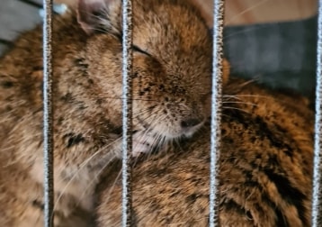 Potato And Okkoto (degus)