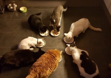 7 Poesjes En 2 Hondjes, Kan Niet Kiezen