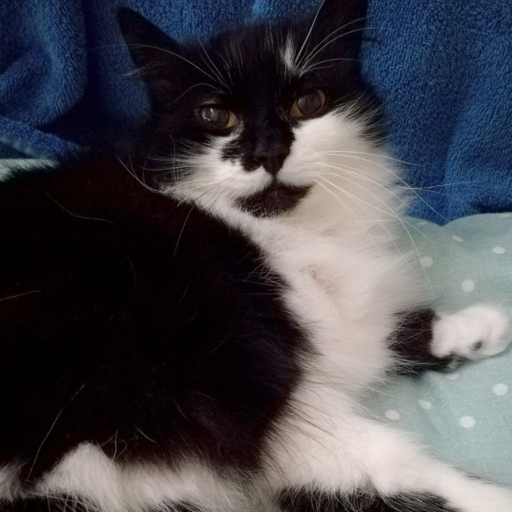 Millie