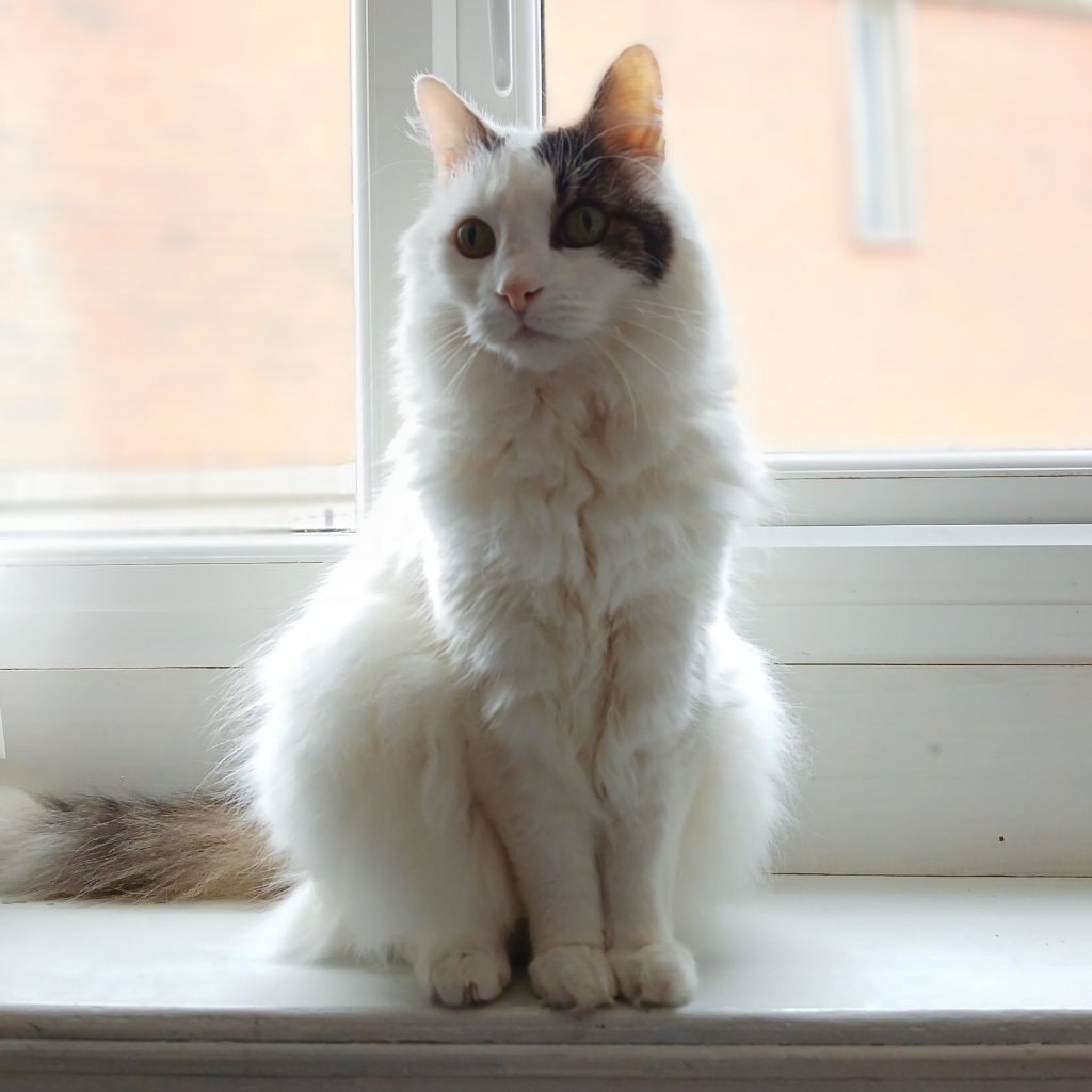 Ziggy