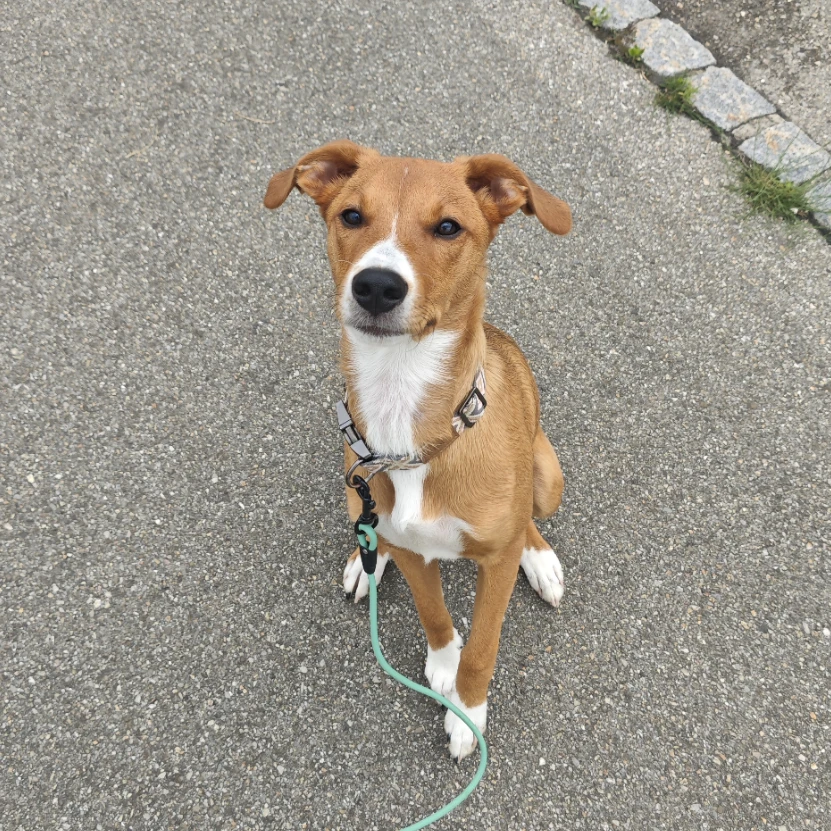 Nova
