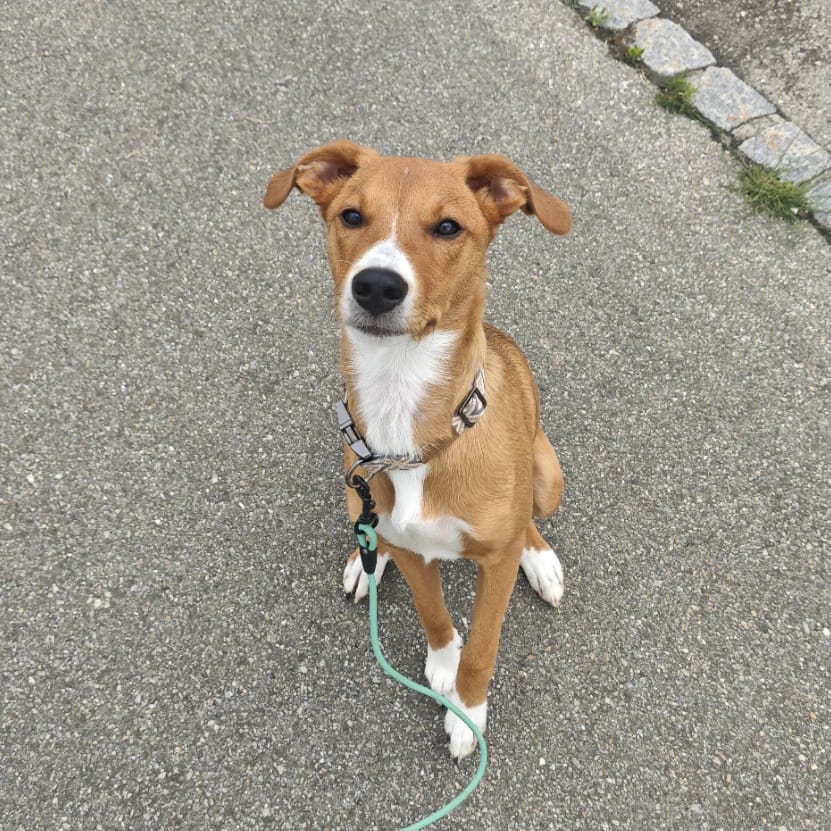 Nova