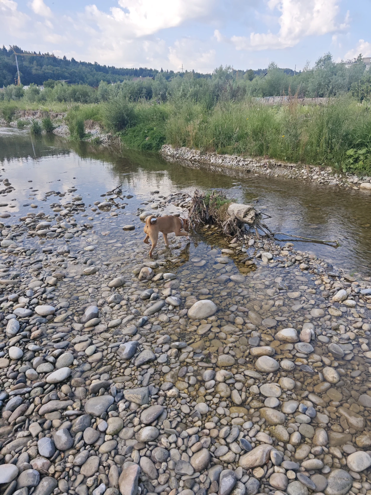 image-7