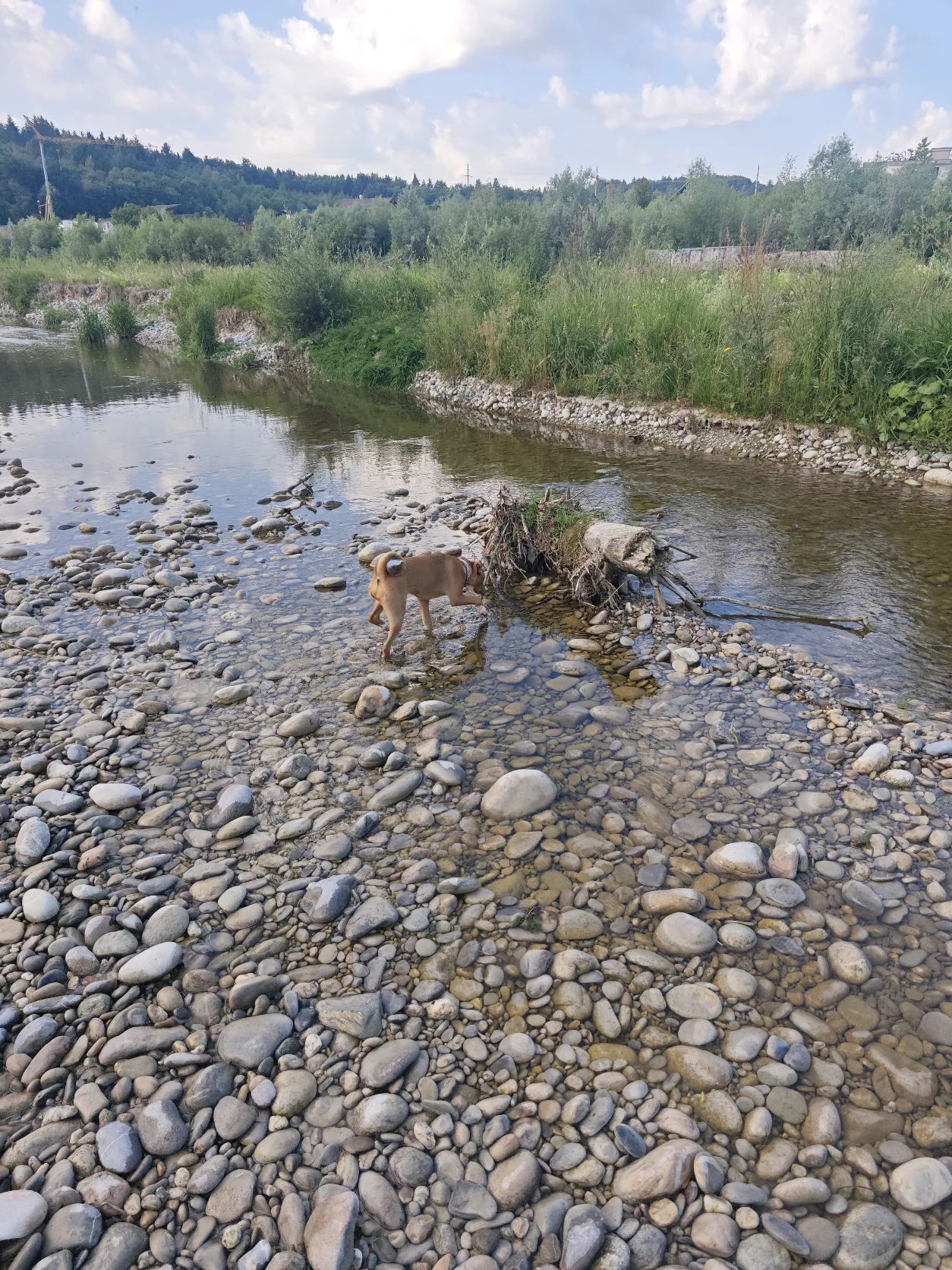 image-7