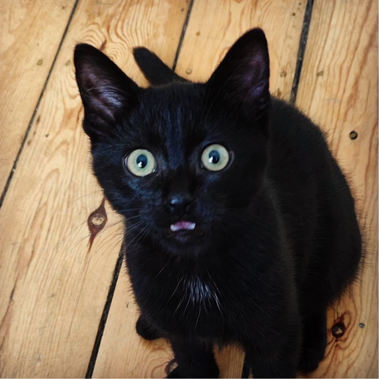 Cathulhu