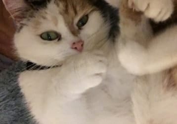 Lily