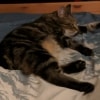 Bonnie