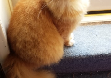 Ginger