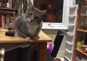 Eggy (earl Grey)