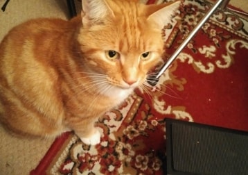 Percy