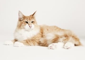Luca