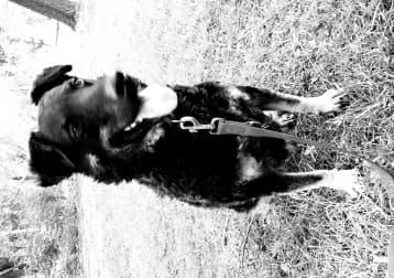 Roco