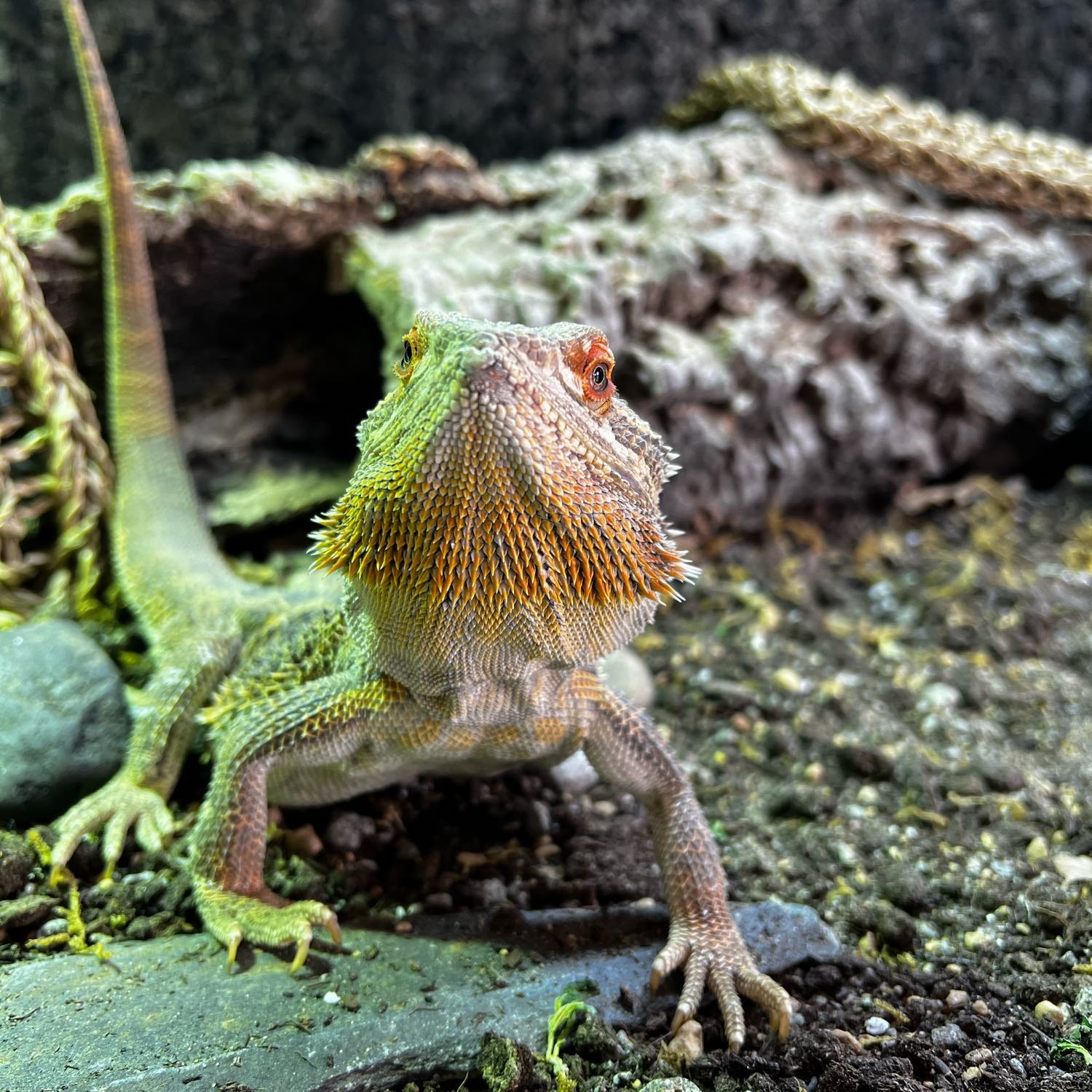 Charlie