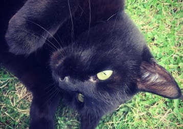 Bella
