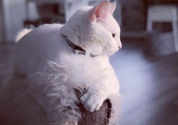Bianca 
