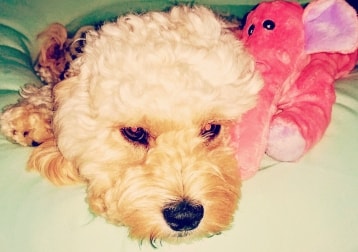 Tilly