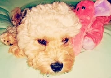 Tilly
