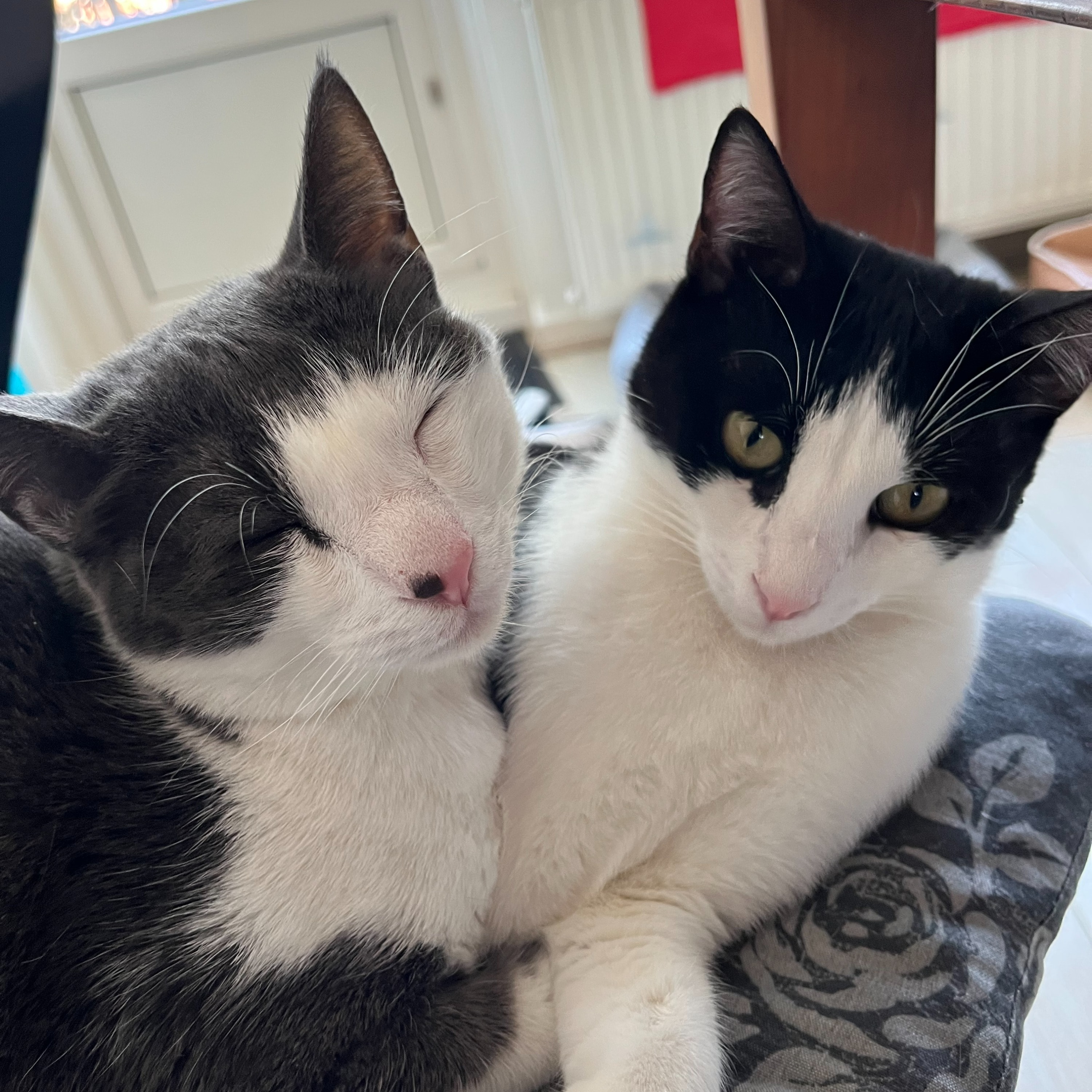 Lucy & Bisou
