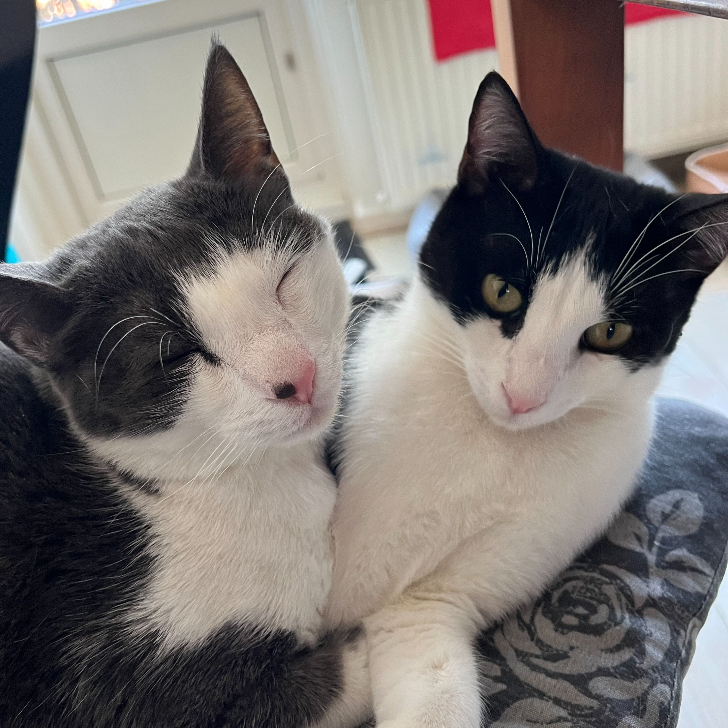 Lucy & Bisou