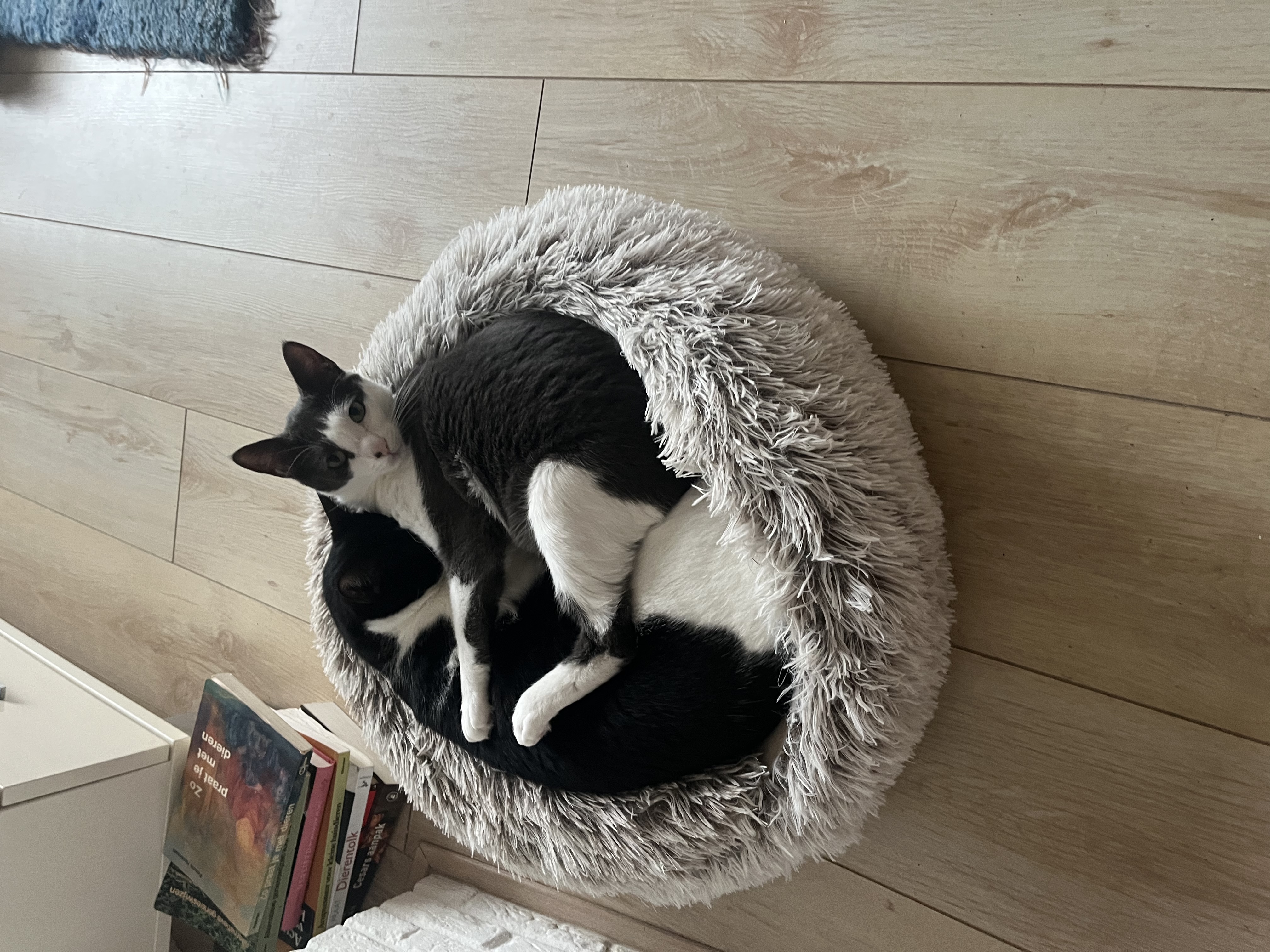 image-7