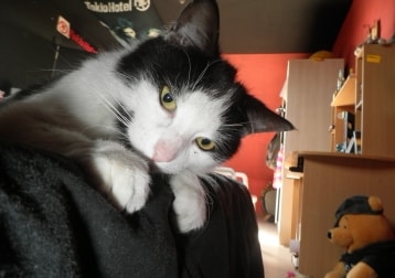Foofur