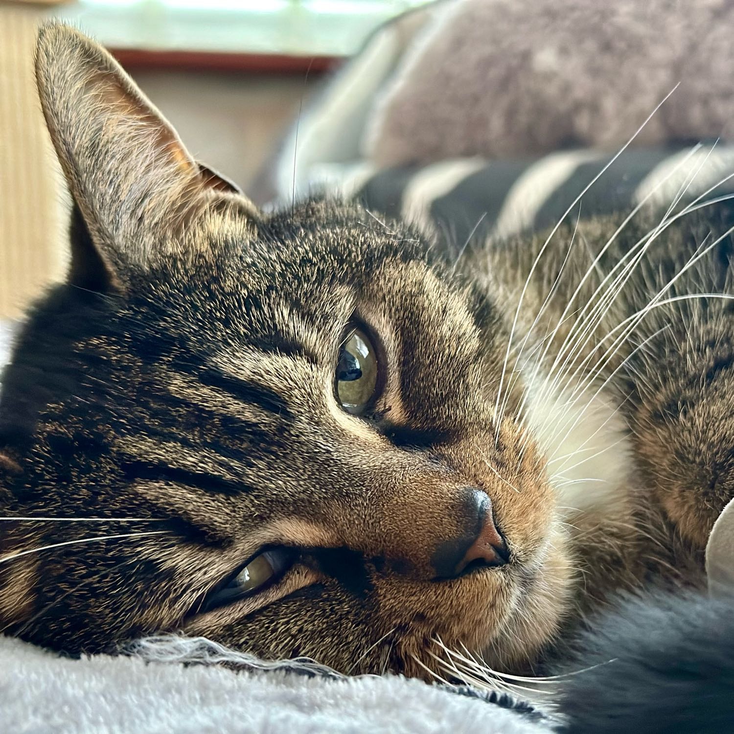 Vinnie