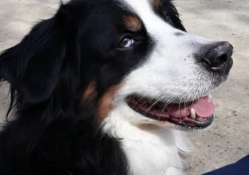 Zoë