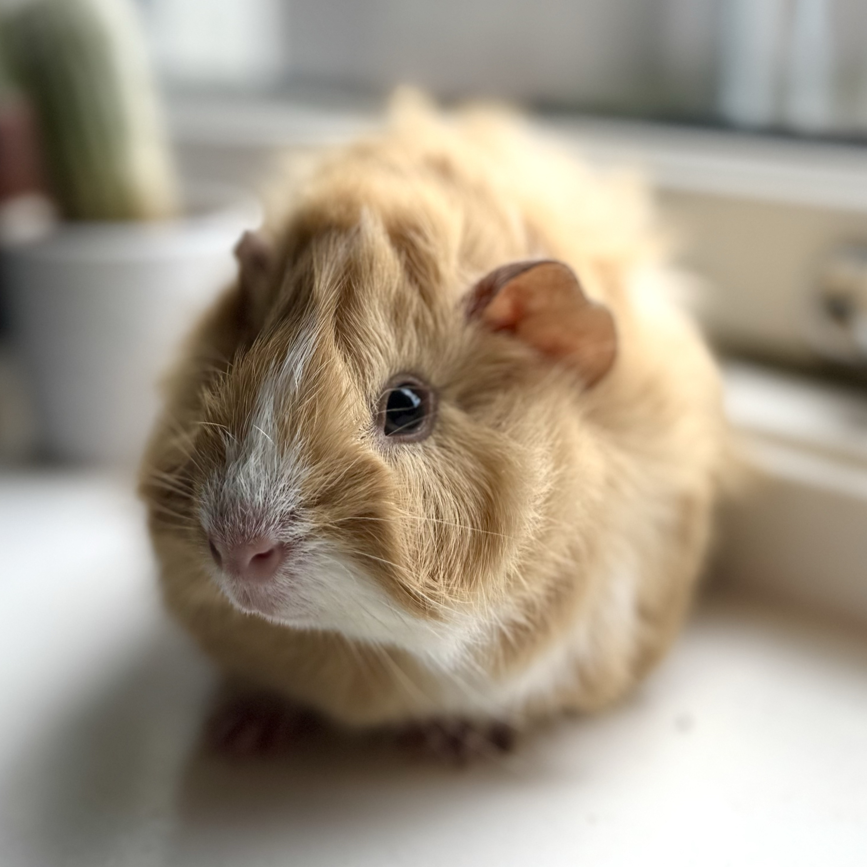 Nilla