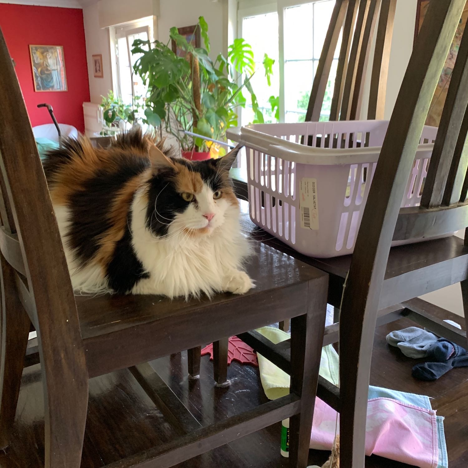 Nyssa