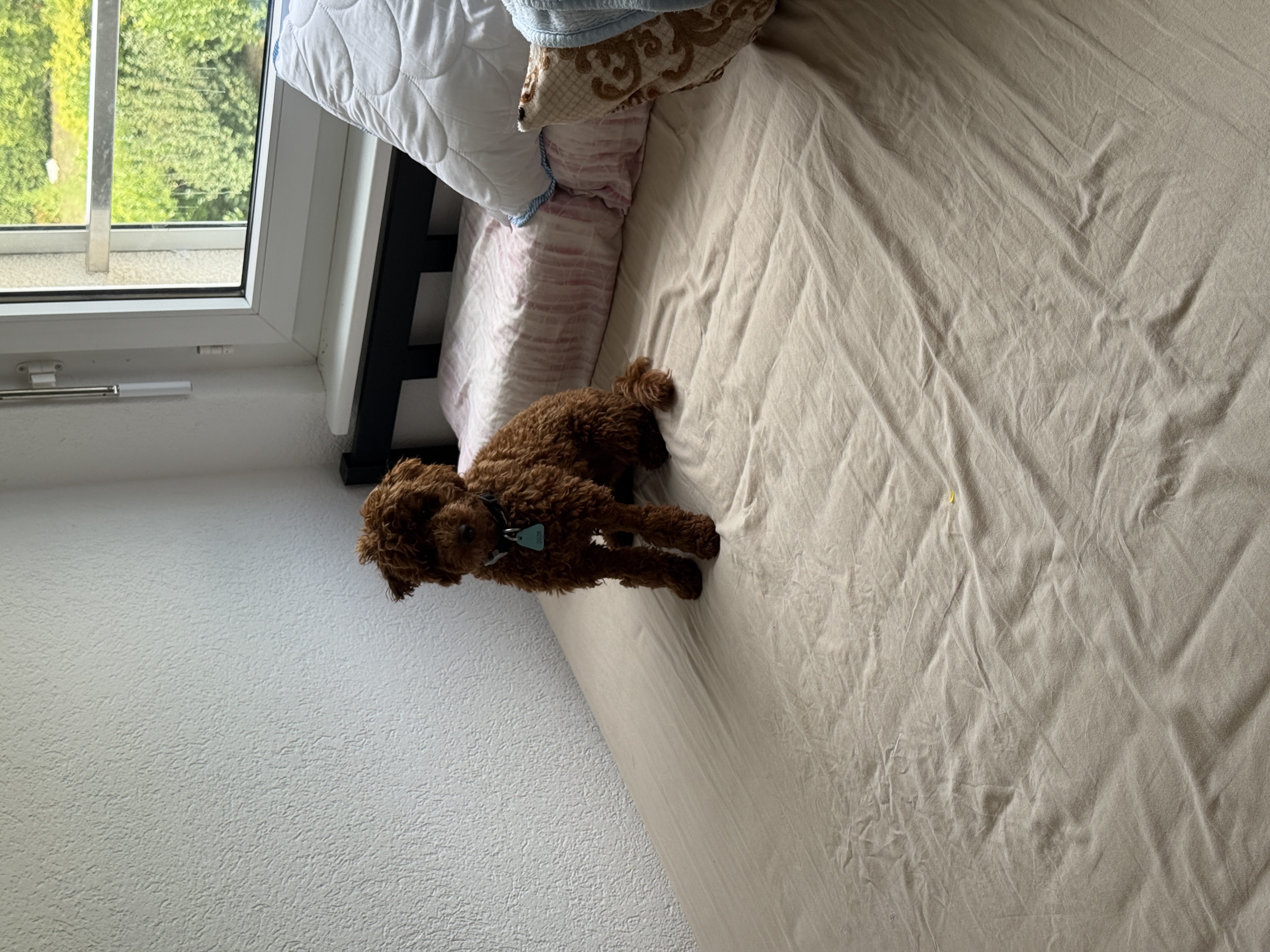 image-18