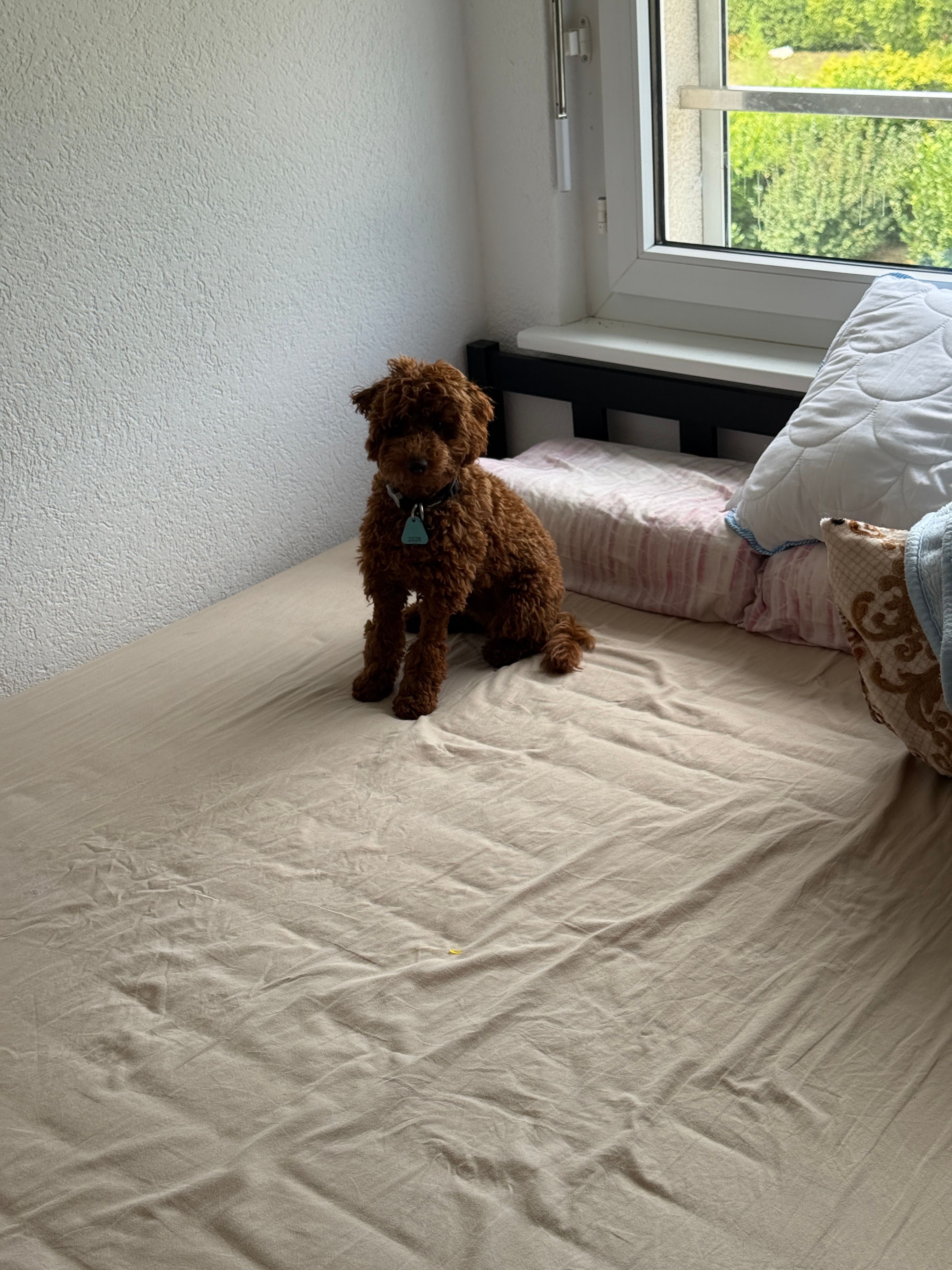image-18
