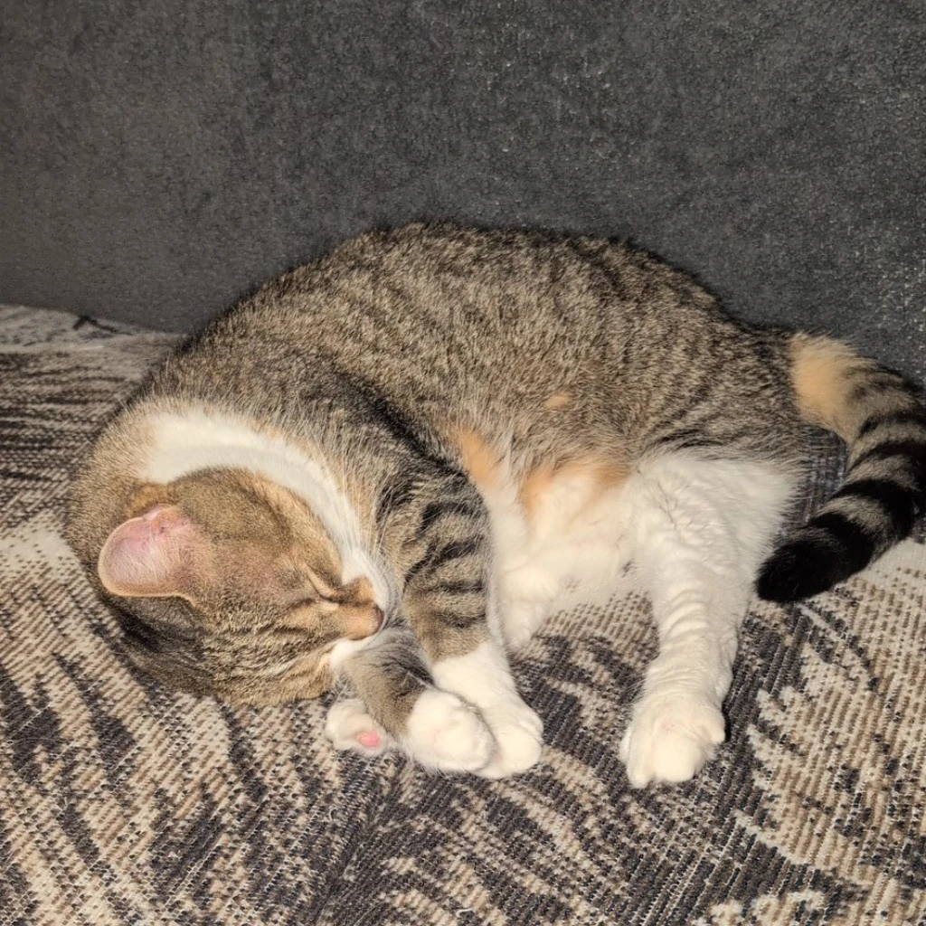 mimi