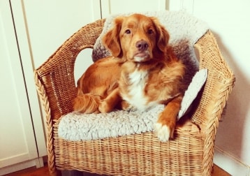 Hector