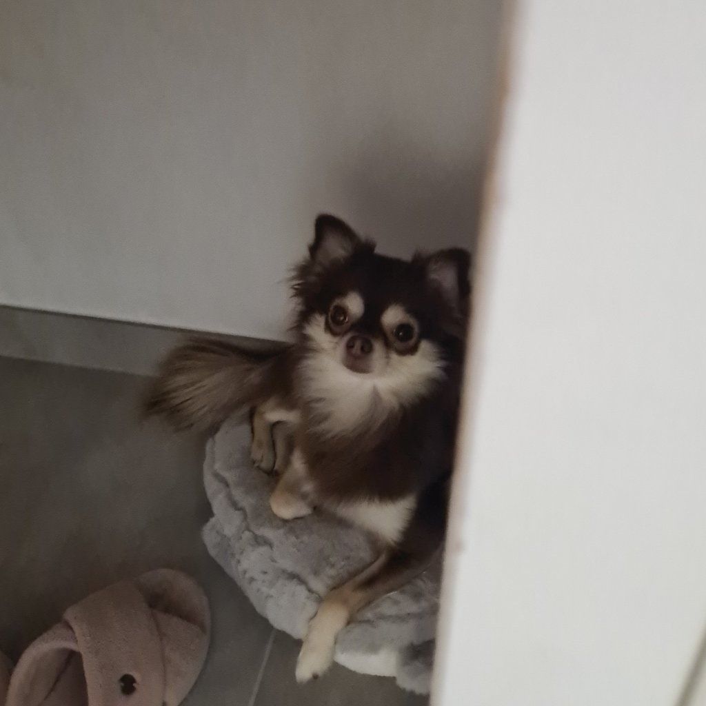 Fay